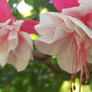 Fundraising Page: Liz Murray